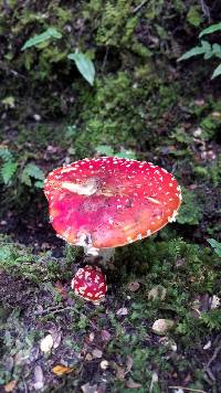 Amanita muscaria image