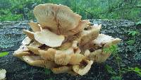 Pleurotus ostreatus image