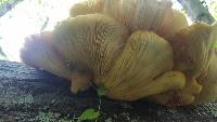 Pleurotus ostreatus image