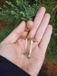 Psilocybe cyanescens image