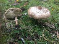 Macrolepiota clelandii image