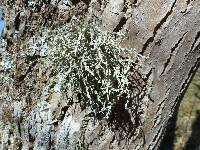 Ramalina farinacea image