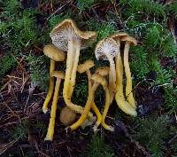 Craterellus tubaeformis image