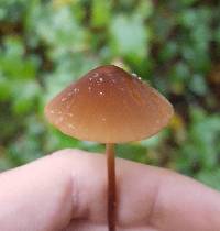 Marasmius plicatulus image