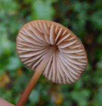 Marasmius plicatulus image