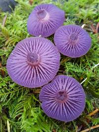 Laccaria amethysteo-occidentalis image