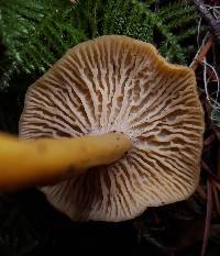 Craterellus tubaeformis image