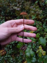 Marasmius plicatulus image