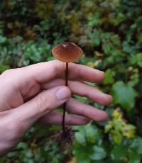 Marasmius plicatulus image