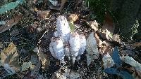 Coprinus comatus image