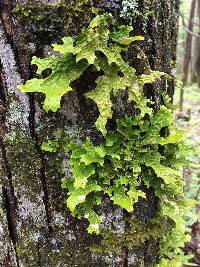 Lobaria pulmonaria image