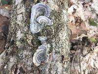 Fomitopsis pinicola image