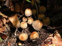 Coprinellus micaceus image