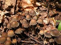 Coprinellus micaceus image