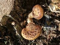 Polyporus squamosus image