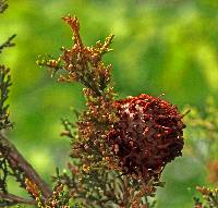 Gymnosporangium juniperi-virginianae image