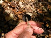 Coprinellus micaceus image