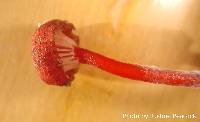 Mycena viscidocruenta image