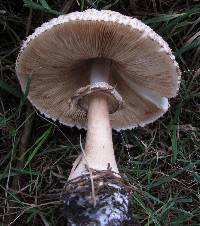 Chlorophyllum rhacodes image