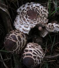 Chlorophyllum rhacodes image