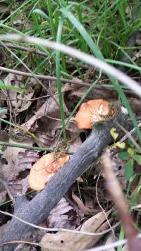 Pycnoporus cinnabarinus image