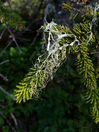 Ramalina menziesii image