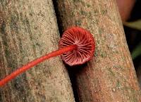 Mycena viscidocruenta image