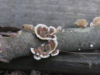 Trametes versicolor image