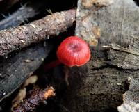 Mycena viscidocruenta image