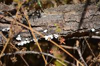 Schizophyllum commune image