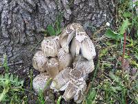 Coprinopsis atramentaria image