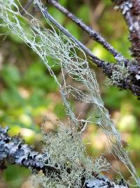 Ramalina menziesii image