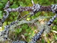 Ramalina menziesii image