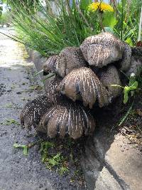 Coprinopsis atramentaria image