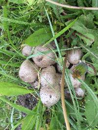 Coprinopsis atramentaria image