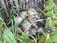 Coprinopsis atramentaria image