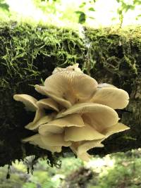 Pleurotus ostreatus image