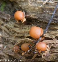 Kuehneromyces marginellus image