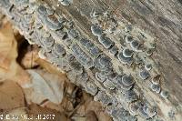 Trametes versicolor image