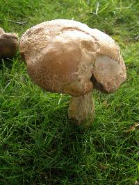 Leccinum scabrum image