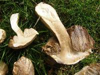 Leccinum scabrum image