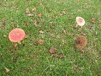 Amanita muscaria image