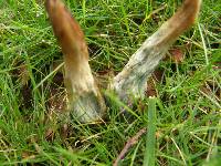 Leccinum scabrum image