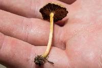 Agrocybe pediades image