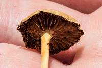 Agrocybe pediades image