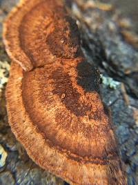 Fomitopsis cajanderi image