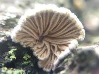 Schizophyllum commune image