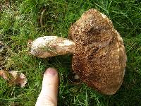 Leccinum scabrum image