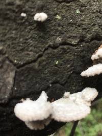 Schizophyllum commune image