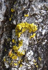 Xanthoria parietina var. parietina image